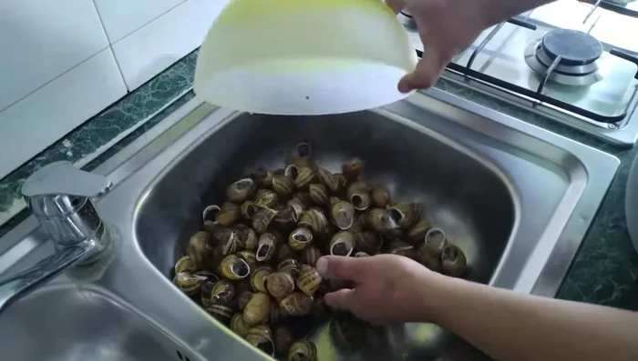 Lavare accuratamente le lumache in un lavandino con acqua e aceto per rimuovere le impurità e la bava in eccesso. Questo passaggio richiede un movimento delicato per evitare di danneggiare le lumache.