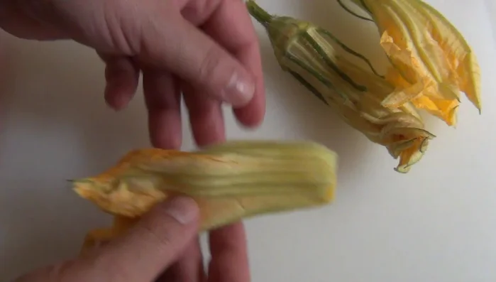 Pulire i fiori di zucca eliminando la parte esterna e il pistillo. Lavare bene e tamponare delicatamente con carta assorbente. (43.0, 45.28, 47.28)