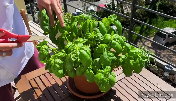 Raccolte le foglie di basilico più grandi.