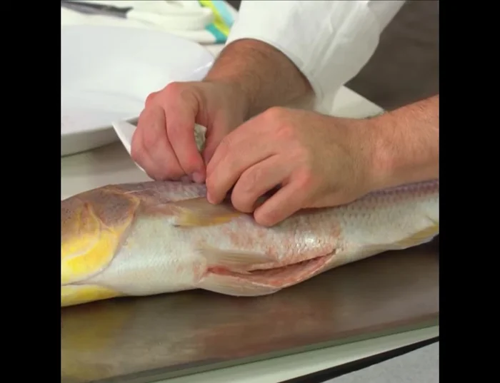 Pulire il pesce: Asciugare bene il pesce, rimuovendo eventuali squame, viscere e pinne in eccesso. Lasciare le squame aiuta la conduzione del calore.