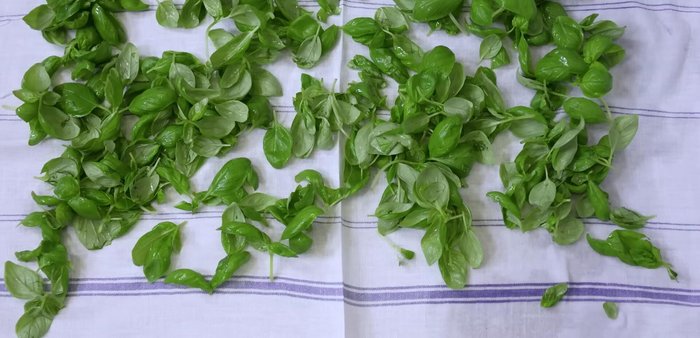 Asciugare bene le foglie di basilico, evitando di stropicciarle troppo per prevenire l'ossidazione (39.72, 56.25).